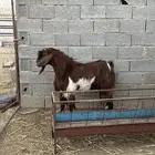 فحل عارضي مشرووط