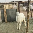 جذعه فل الفل