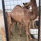 قعدان سواحل