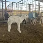 داغور حري خروف ( تم البيع )