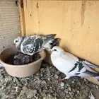 زوج شفر