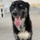 كلب هاسكي للتبني بسعر رمزي