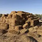 تبن قمح للبيع