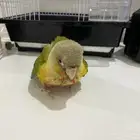 كنيور فرخ العمر 42 يوم صحه شرط عدد تناديه يجيك تواصل واتس