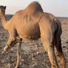 ملاقي للبيع