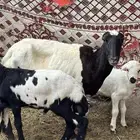 نعجه معها طليين