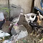فروخ باكستاني سندي بيور