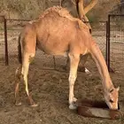قعود العمر9 شهور سمين الموقع رخو