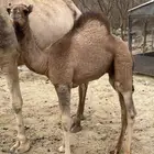 ناقه خلفه للبيع