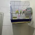 جوزين منتجه طيور حب