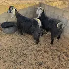 معزاء