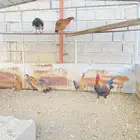 دجاج بلدي اصيل