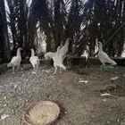 دجاج باكستاني