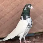 جوزين بكستاني توب التوب