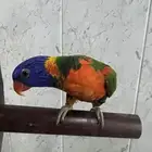 لوري اليف متكلم