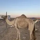 ناقه لبيع