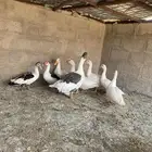 بط سوداني العدد 7