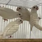 روز البينو