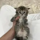 قطه