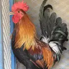 ديوك فري سيافي 3 مستويات بطله
