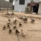 طيور حب وبط بلدي