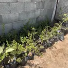 رمان الجوف