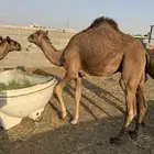 قعود