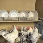 دجاج براهما على السوم