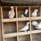حمام