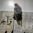 كوكاتو قالا جدا اليف ومتكلم