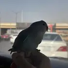 فرخ روز مفطوم هدد خارجي