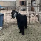 فحل تيس عارضي طيب