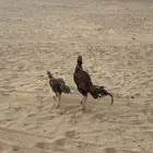 دجاج بكستاني