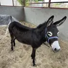 حمارتين للبيع