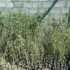 شتلات لوز هندي