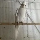 انثى كروان البينو عيون حمر