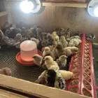 صيصان فيومي مشكل