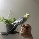 للبيع كروان اليف وهدد ومتكلم