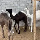 للبيع قعدان تربية