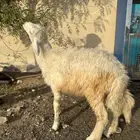 طلي حري   تيس عارضي   جفره عارضيه