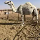 بكره اجذعه اوثنيه للبيع طيبه بالحيل وشرط