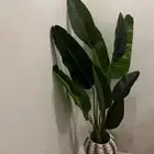 نبتة زينة أنيقة 160cm مع ستاند خشبي