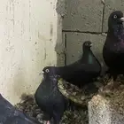 ذكور قطايف