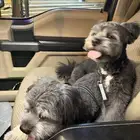 كلب مالتيز اسود ذكر وأنثى