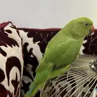 للبيع ببغاء الدره الهندي انثى