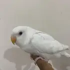 طير روز البينو اليف فرخ بدايه طيران علا السوم