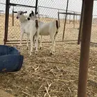 جفار بيشيات