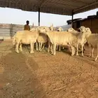 للبيع حريات متابيع