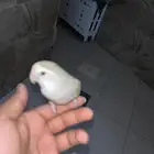 طير روز أليف
