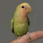 للبيع روز اليف جدا جدا ( تم البيع )
